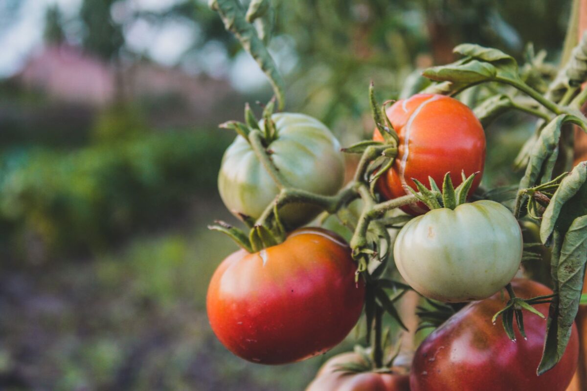 tomate aigreurs comprendre choisir variété maturité